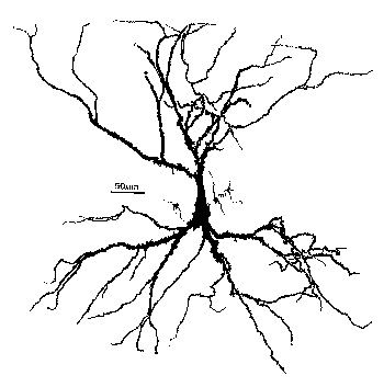 neuron