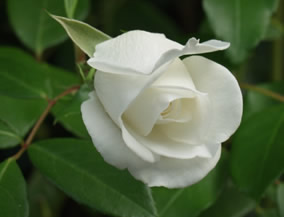 Rose image 1