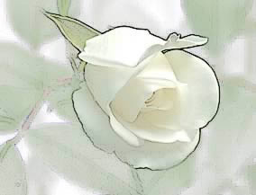 Rose image 3