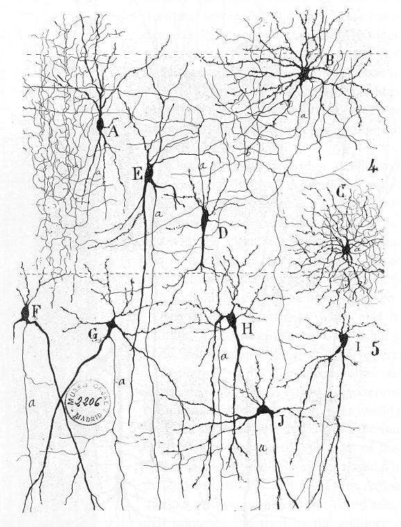 Neural Circuit