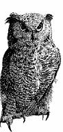 a horned owl