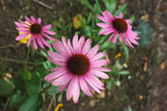 Figure 1. Daisies