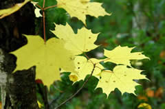 Figure 3. Yellow maple leaves