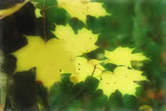 Figure 4. Yellow maple leaves 
with the Orton Effect applied