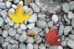 Figure 7. Maple leaves on rocks