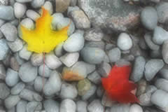 Figure 8. Maple leaves on rocks with the Orton Effect applied