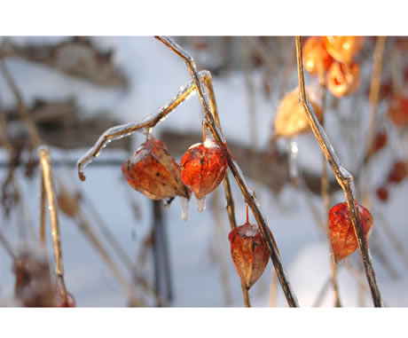 Figure 19. Chinese lanterns, after an ice storm 